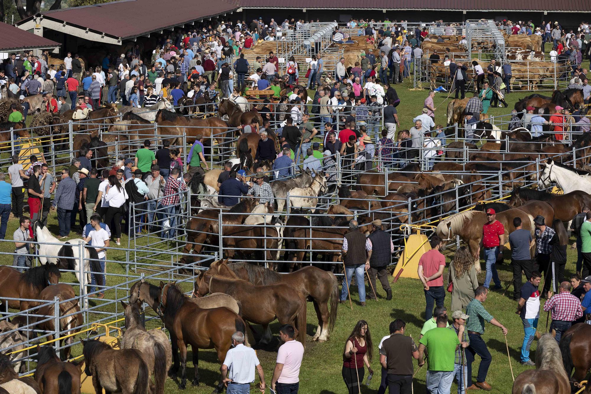 Lleno total por San Isidro en Llanera: estas son las mejores imágenes de la feria de ganado