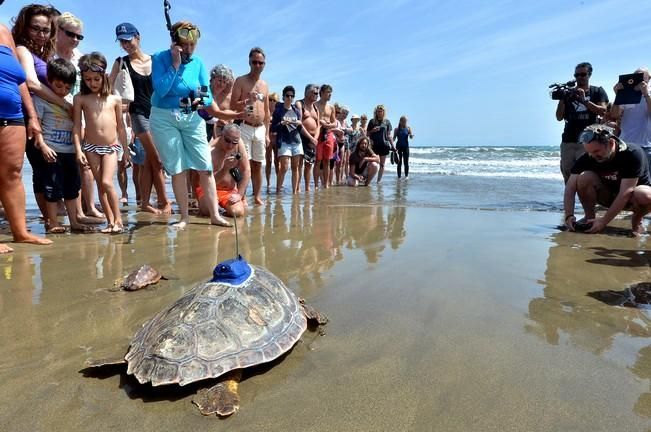 18/03/2016 PLAYA DEL INGLES, SAN BARTOLOME DE TIRAJANA. Suelta de tortugas bobas en Playa del Ingles. Foto: SANTI BLANCO