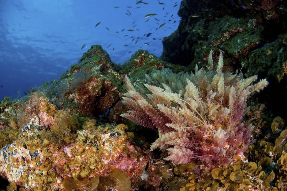 El Mar de las Calmas es Reserva Marina desde 1996 por la riqueza de sus fondos marinos.