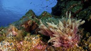 El Mar de las Calmas es Reserva Marina desde 1996 por la riqueza de sus fondos marinos.