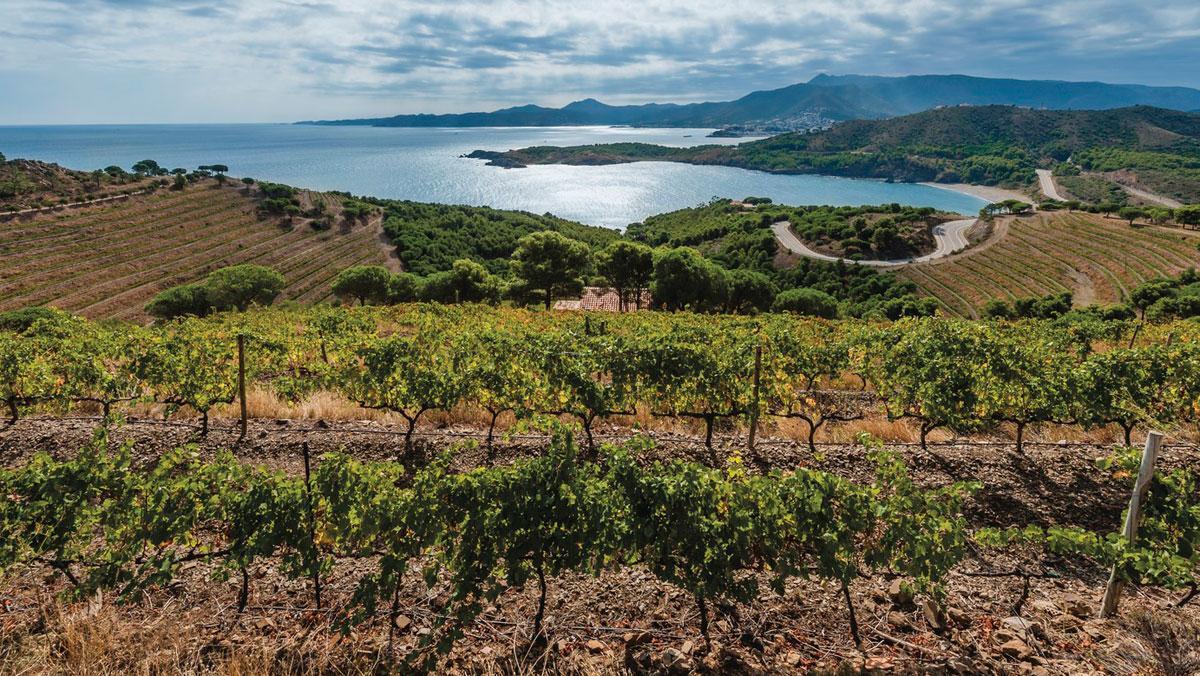 Los viñedos de la DO Empordà, con vistas al mar.