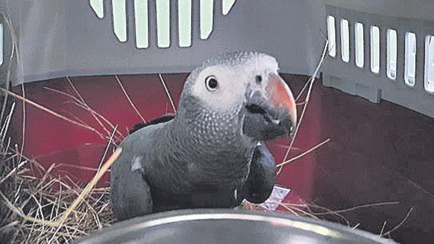 Vigozoo, refugio para aves traficadas