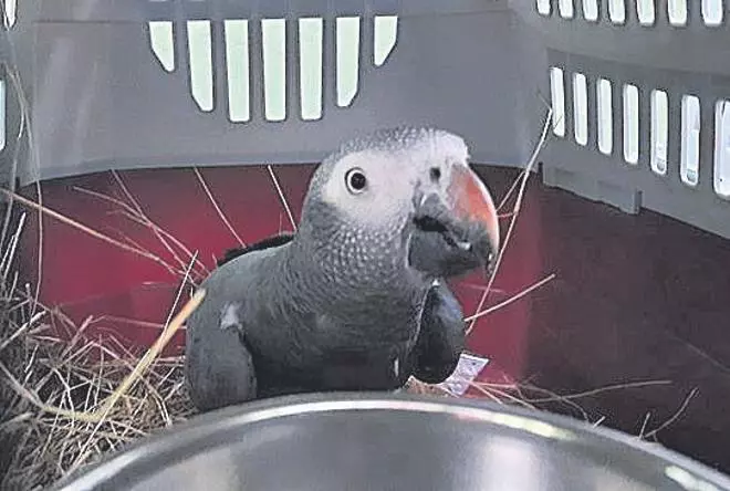 Vigozoo, refugio para aves traficadas