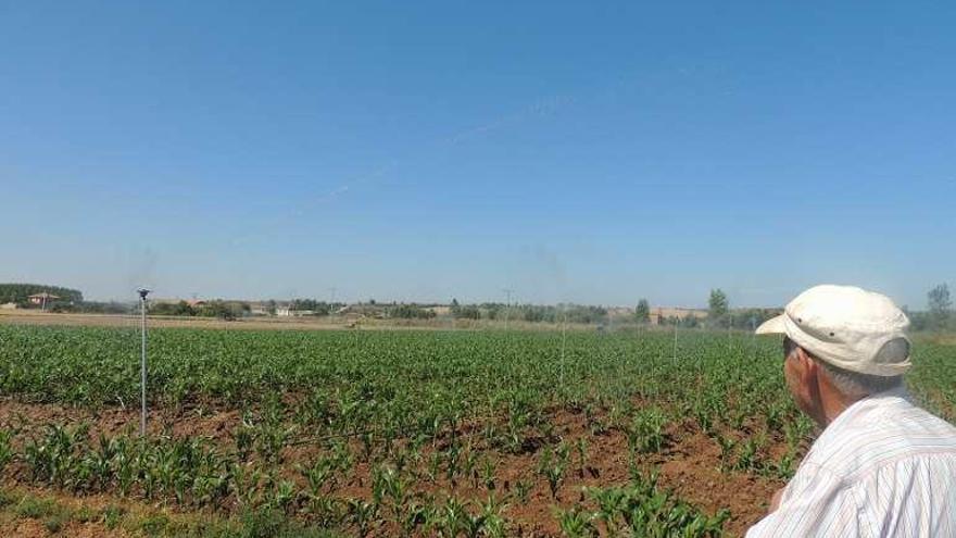 Un agricultor observa una parcela de cultivo.