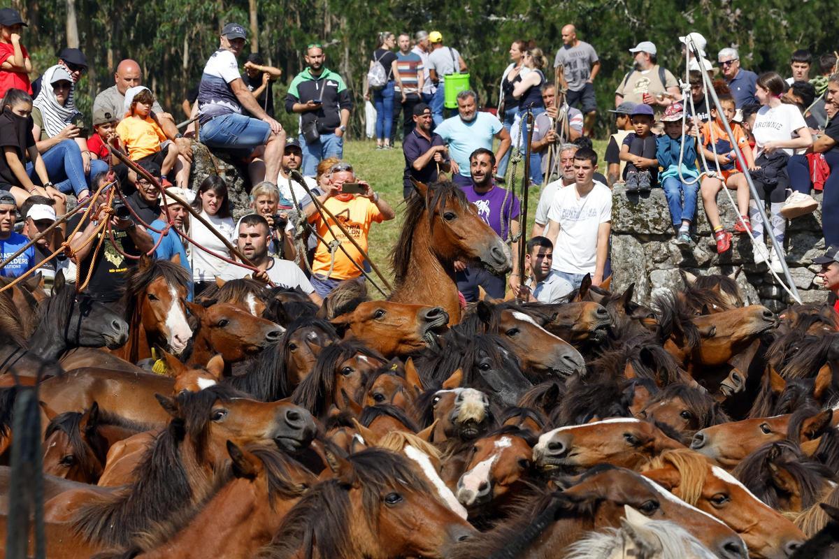 El curro de Mougás reúne a 550 caballos