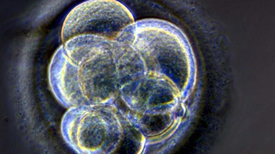 Modificación genética de embriones humanos.