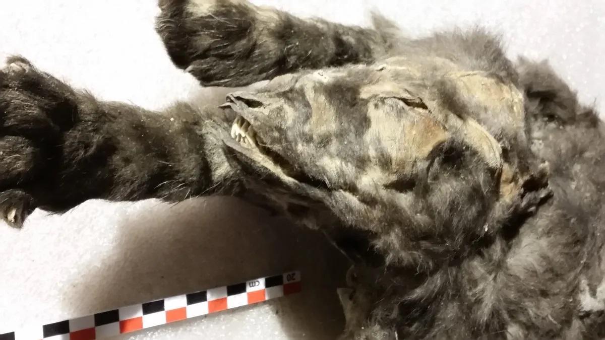 Cabeza de uno de los cachorros desenterrados en el permafrost