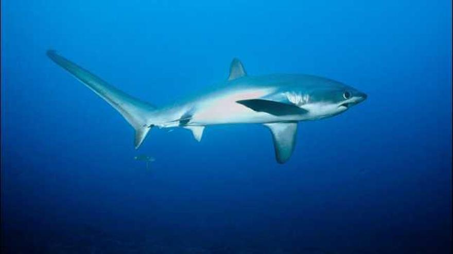 Filipinas es uno de los pocos lugares del planeta donde los submarinistas pueden contemplar en mar abierto al escurridizo tiburón zorro, al borde de la extinción y conocido por su enorme cola en forma de hoz. EFE/John van Lent/Malapascua Exotic Island Dive Resort