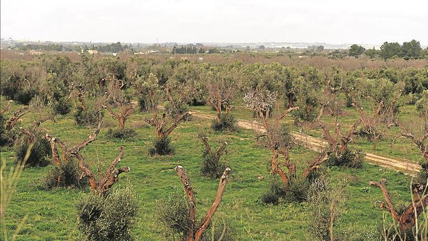 Los alcaldes urgen más ayudas por el ‘ébola de los olivos’