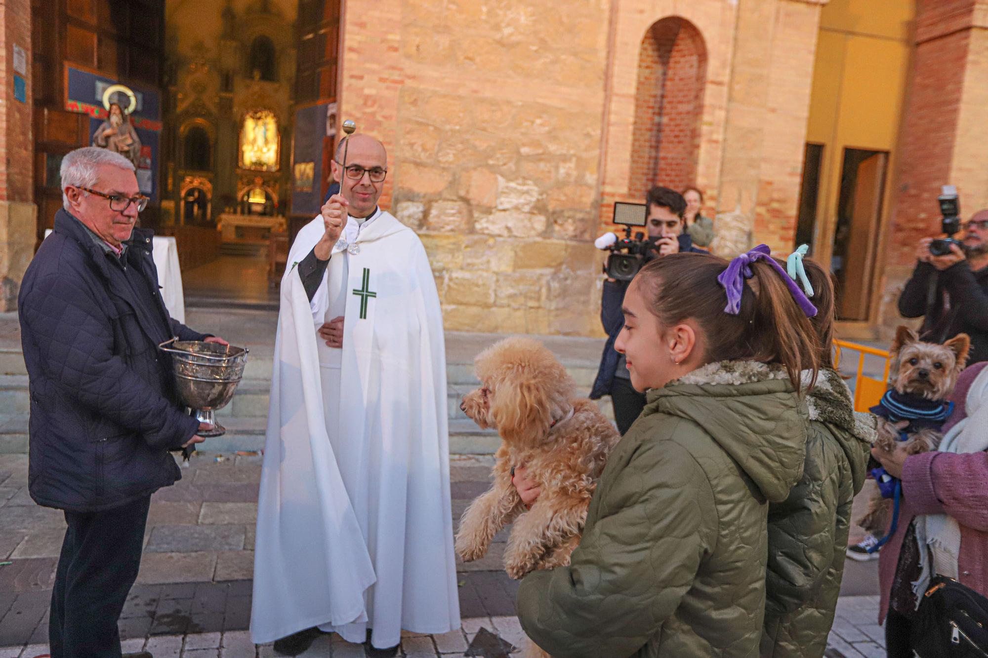 Bendición de San Antón en Torrevieja