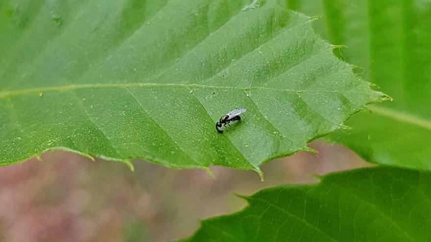 Medio Ambiente redoblará este mes la guerra biológica a la avispilla del castaño