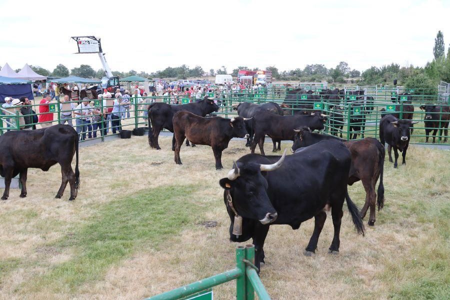 Feria de la Raza Sayaguesa en Bermillo