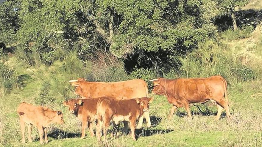 25 años de agricultura ecológica en Extremadura