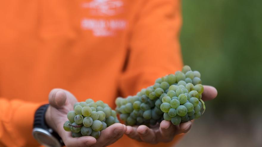 La variedad Godello, excelente en calidad