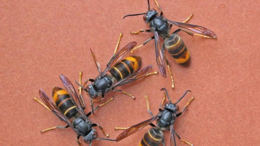 Un home mor en un atac massiu de vespes asiàtiques