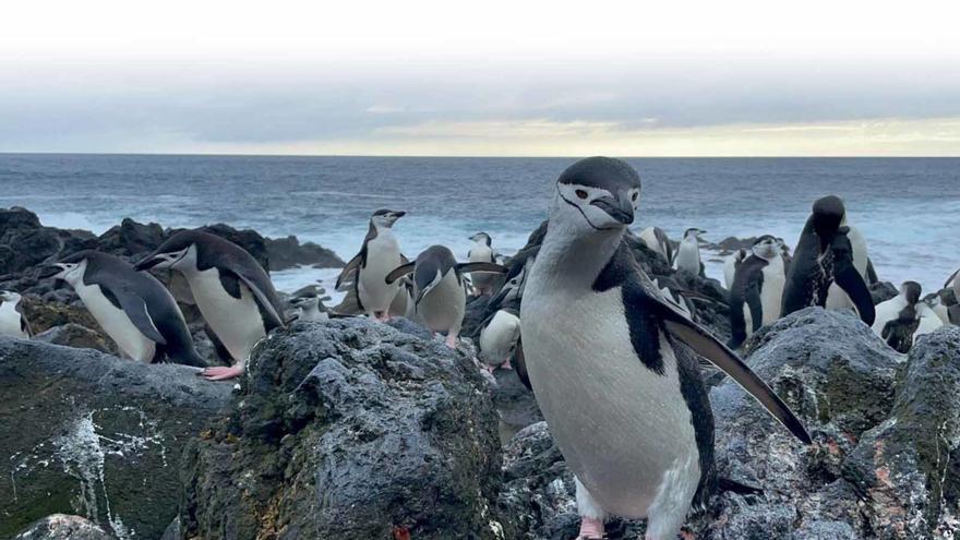 Una colònia de pingüins