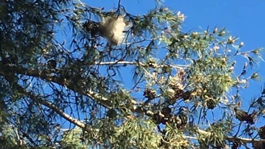 Nuevas bolsas de procesionaria en pinos de la Canyada