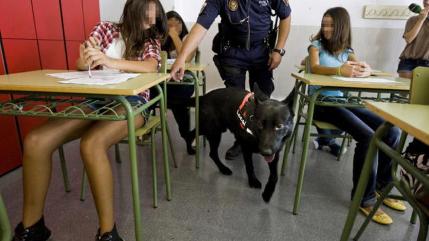 Uno de los perros busca droga entre las mesas y sillas del alumnado animado por un agente.