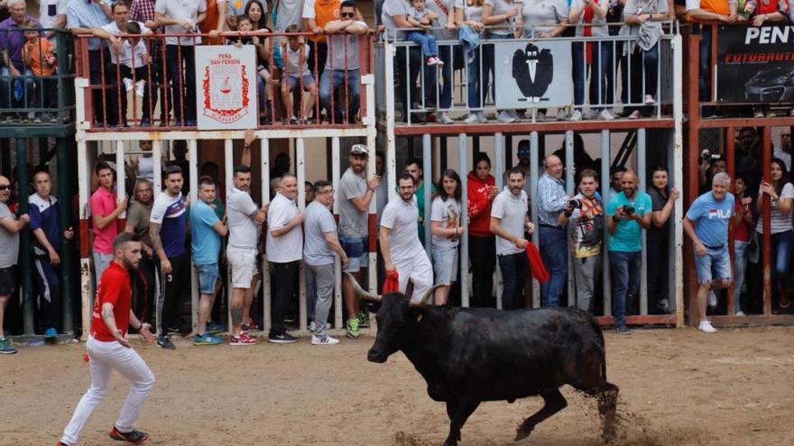 Vaca que ha salido por la Vila de Almassora