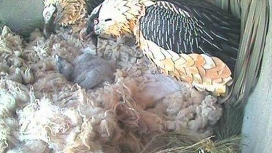 Nacen en Aragón tres pollos de quebrantahuesos de huevos de nidos en peligro