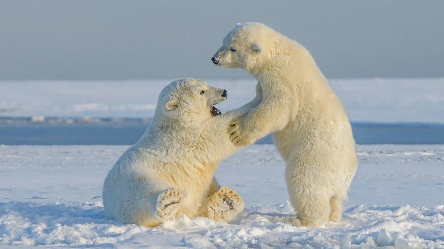 El cambio climático amenaza con dar &quot;jaque mate&quot; a los osos polares