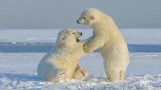 El cambio climático amenaza con dar "jaque mate" a los osos polares