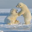 Dos cachorros de oso polar jugando en la nieve.