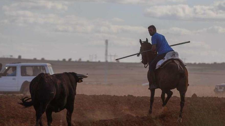 Un jinete encela al toro durante el encierro.