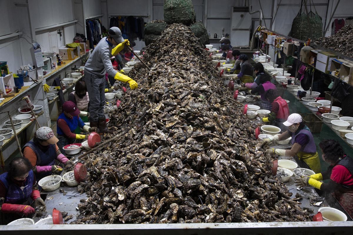 Auge del cultivo de ostras en Tongyeong (Corea del Sur)