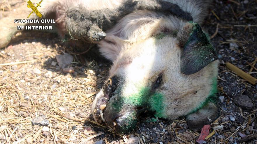Rescatan a 32 animales maltratados en Murcia