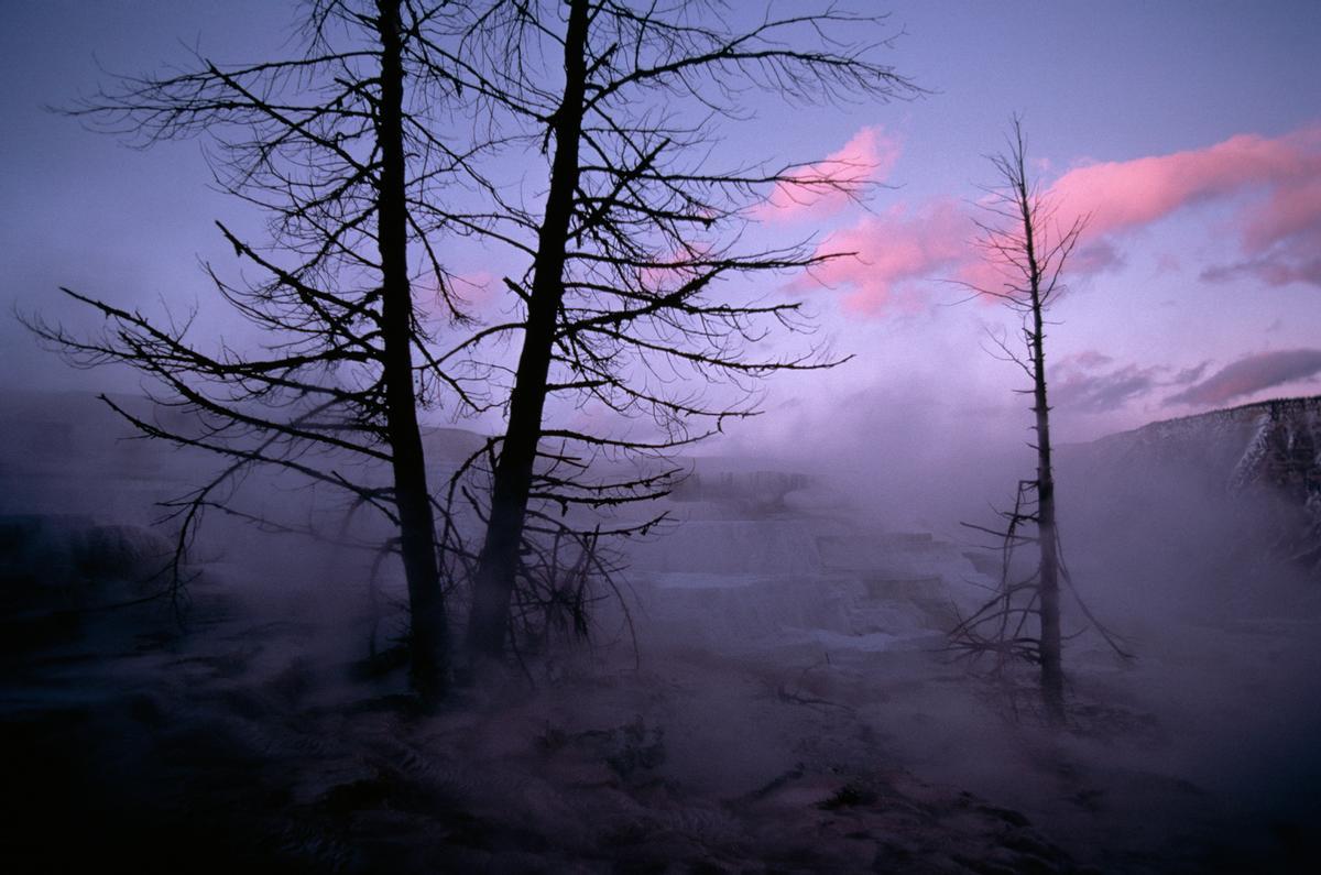 Vapor saliendo de las fuentes termales de Yellowstone. El agua de Mammoth Hot Springs desemboca en el Yellow River. Los árboles de alrededor han muerto por la acción de las aguas termales, ya que estas destruyen el sistema de raíces. Mammoth Hot Springs, Parque Nacional de Yellowstone, Wyoming, Estados Unidos. © Annie Griffiths / National Geographic.