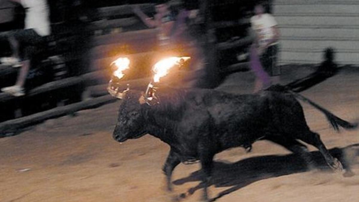 Un toro embolado corre en Poblenou del Delta, el verano pasado.