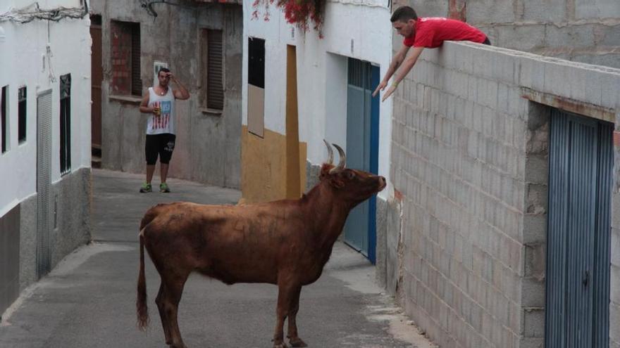 Una vaca entra en una vivienda sin causar daños