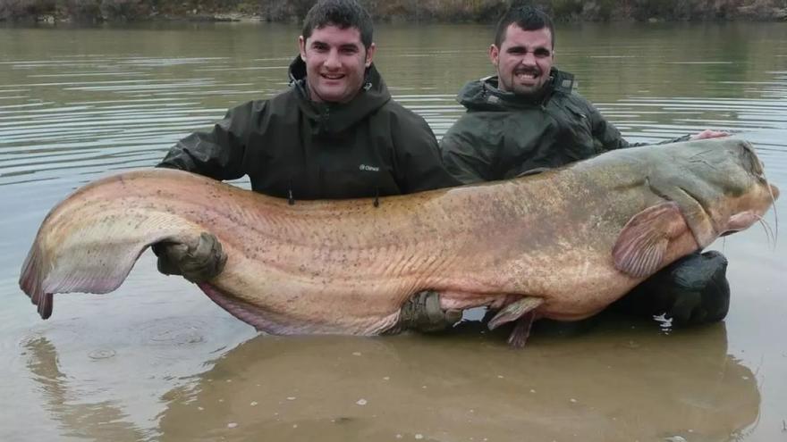 El avance del siluro alerta a los pescadores extremeños: &quot;Arrasa con todo lo que hay&quot;