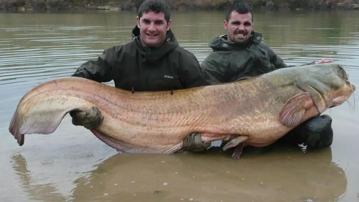 Dos pescadores posan con un siluro gigante en el río Ebro.
