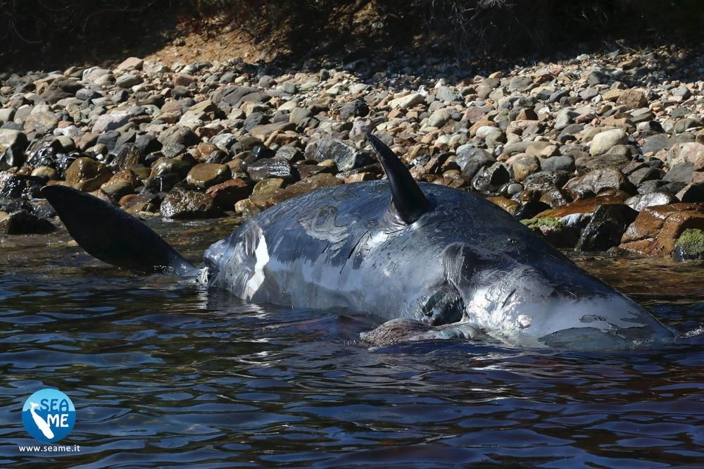 Hallan muerta una ballena embarazada con 22 kilos de plástico en su estómago