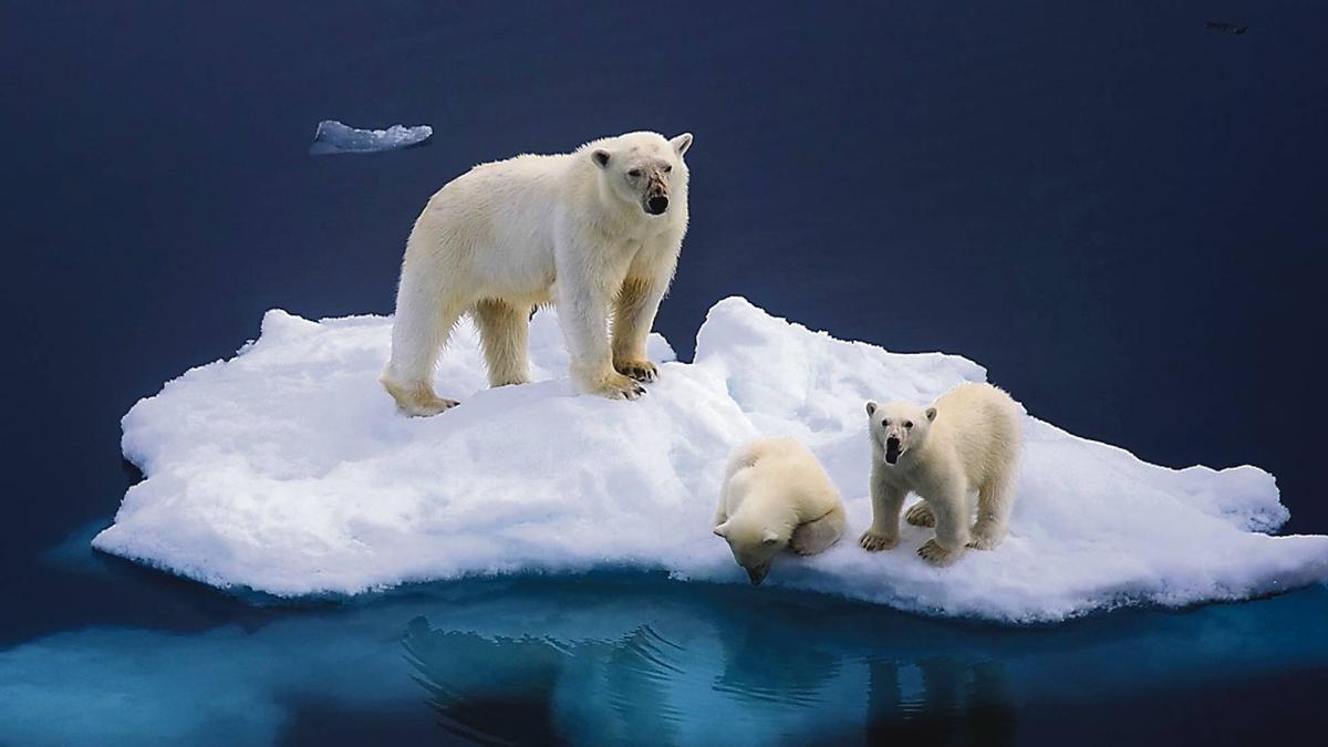 La supervivencia del oso polar en jaque por el cambio climático - EFEverde