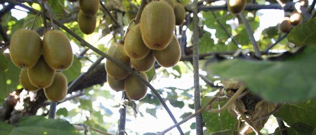 Recogida de kiwis en la isla de Soto del Barco el pasado noviembre.