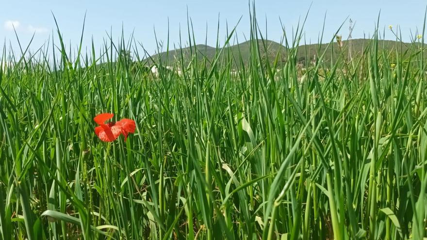 La sequía adelanta un mes la cosecha de forraje y cereales y merma su producción en Ibiza