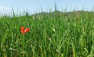 La sequía adelanta un mes la cosecha de forraje y cereales y merma su producción en Ibiza