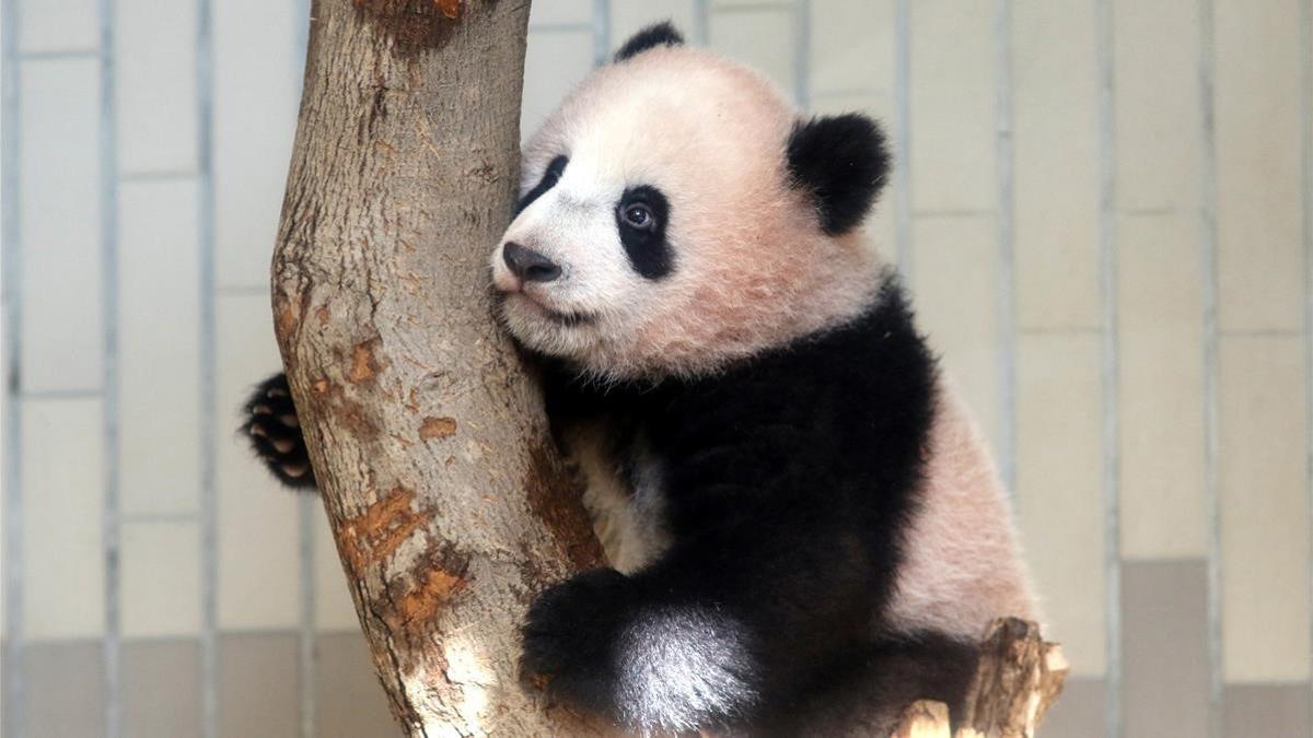 El bebé panda Xian Xiang juega en un árbol durante su presentación a la prensa.