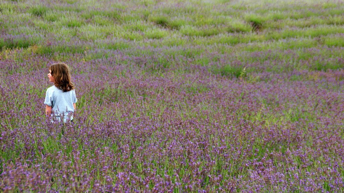 4 territorios para sentir los campos de lavanda