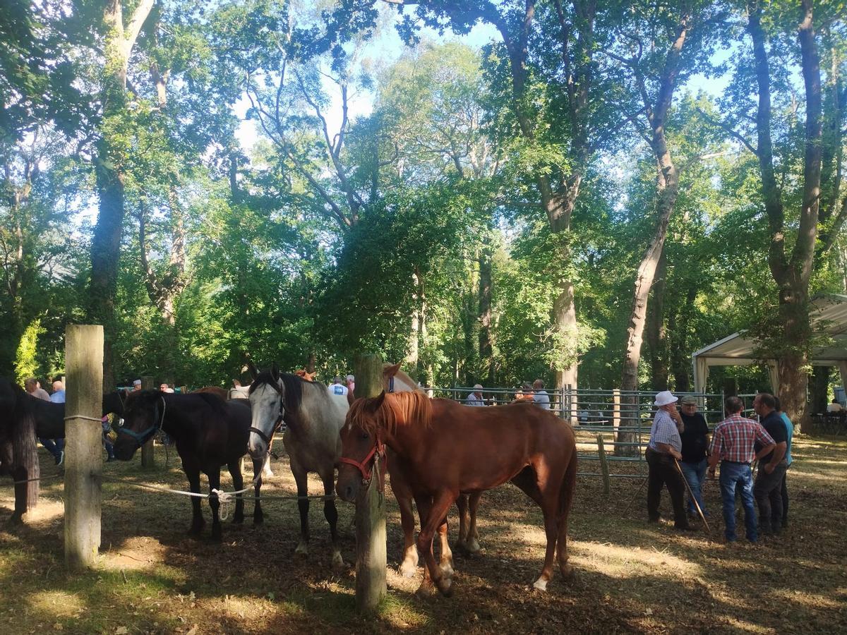 La feria sin vacas de San Pedro de Mallecina, en Salas, en imágenes
