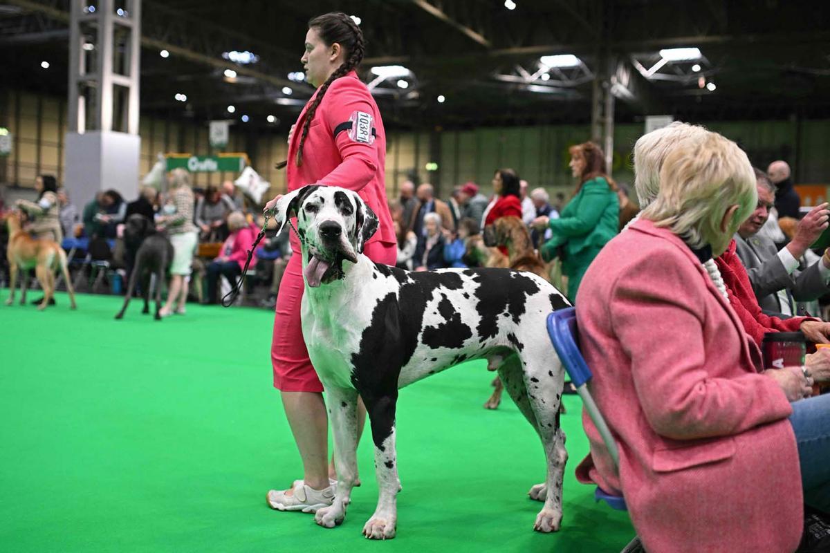 Exposición canina en el Centro Nacional de Exposiciones de Birmingham