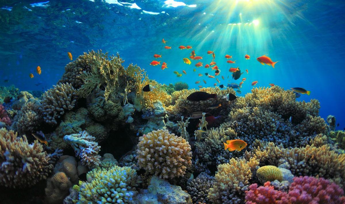 Fondo del océano del Mar Rojo