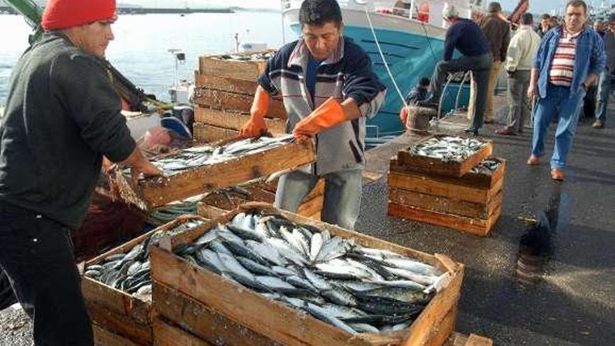 Descarga de sardinas en un puerto gallego.