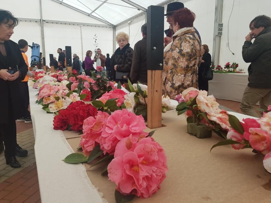 Éxito de la muestra de camelias en Luarca