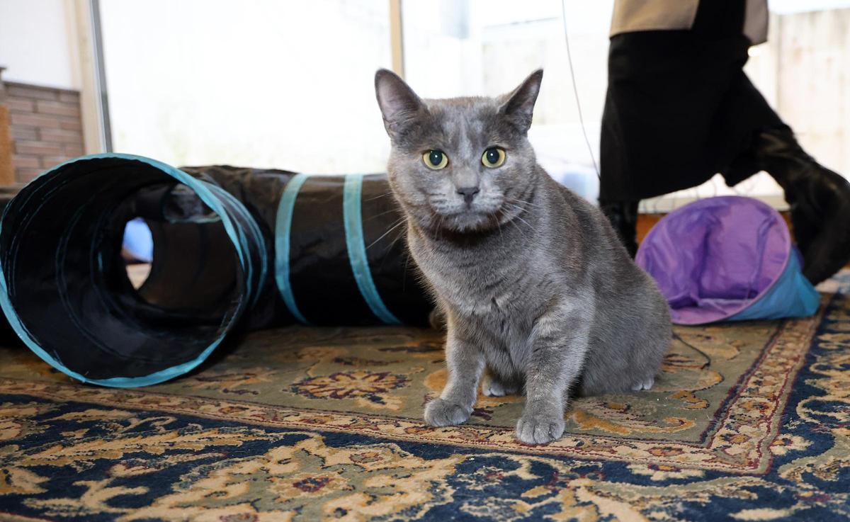 Uno de los felinos en adopción en el Ailuro Cat Café