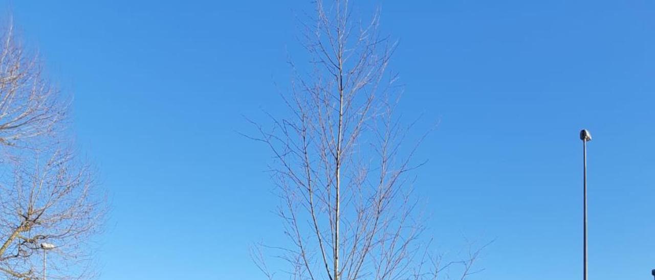 Un árbol por Thiago en el colegio Atalía