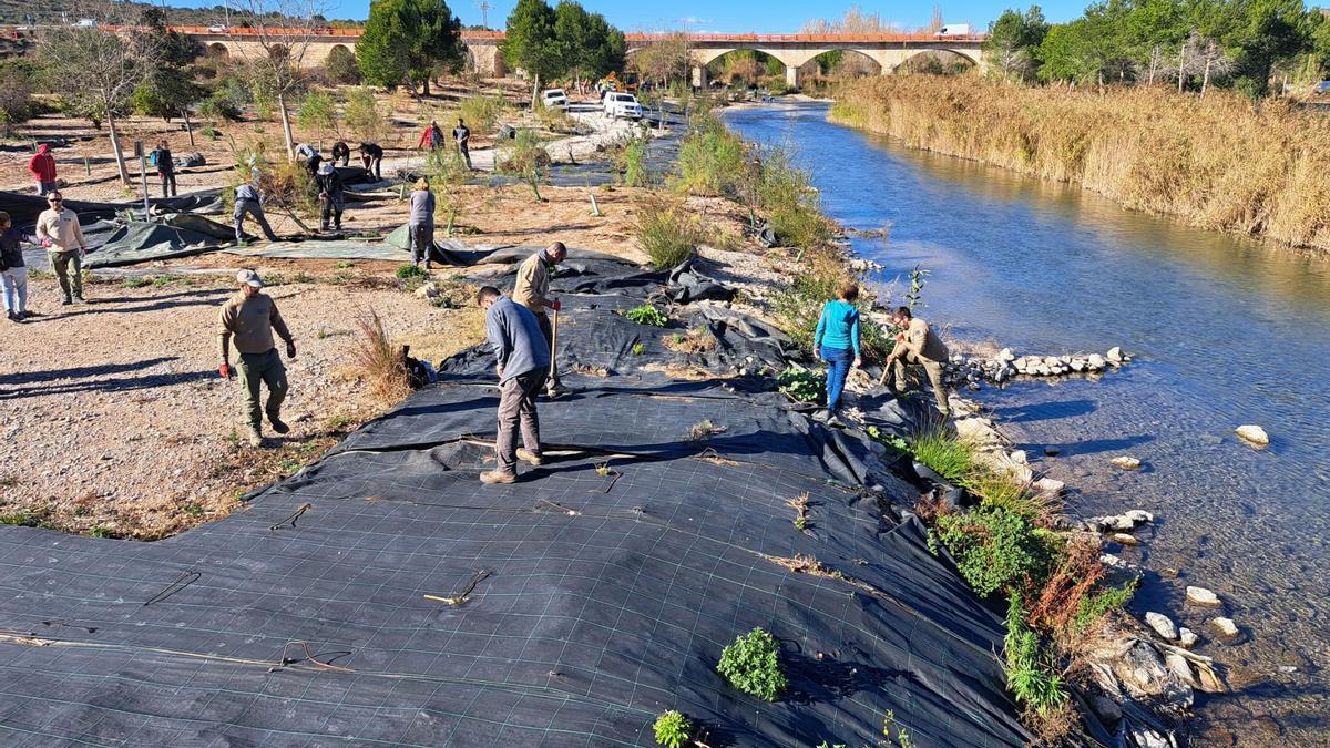 Eliminació de canyes en la ribera del Túria en passar per Vilamarxant